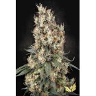 Paradise Seeds Mendocino Skunk feminisiert 3 Samen