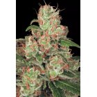 Paradise Seeds Auto Acid automatic 3 Samen