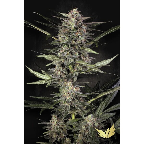 Paradise Seeds Auto Wappa automatic 3 Samen