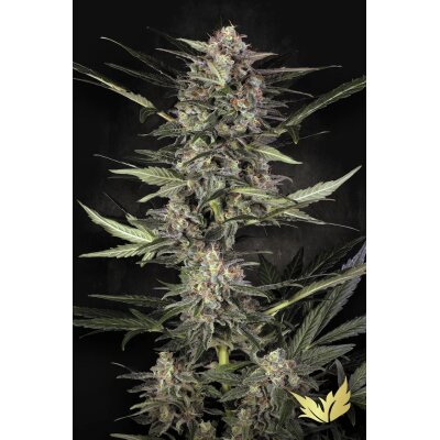 Paradise Seeds Auto Wappa automatic 3 Samen