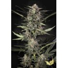Paradise Seeds Auto Wappa automatic 3 Samen