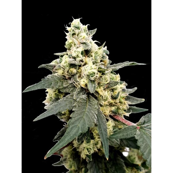 Paradise Seeds Auto Lemonade automatic 3 Samen