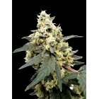 Paradise Seeds Auto Lemonade automatic 3 Samen