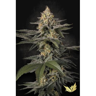 Paradise Seeds Glowstarz feminisiert 3 Samen