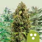 Royal Queen Seeds Autoflowering Mix automatic 3 Samen