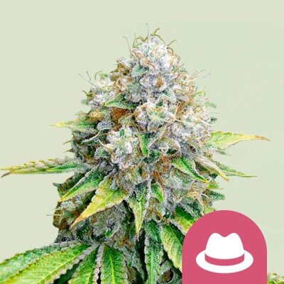 Royal Queen Seeds O.G. Kush feminisiert 3 Samen