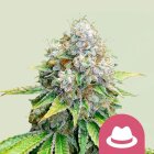 Royal Queen Seeds O.G. Kush feminisiert 3 Samen