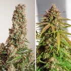 Dutch Passion Auto Orange Bud automatic 3 Samen