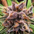 Dutch Passion Strawberry Cough feminisiert 3 Samen