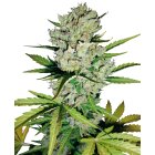 Sensi Seeds Auto Super Skunk WL automatic 3 Samen