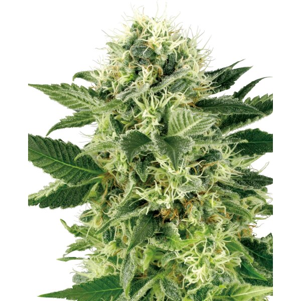 Sensi Seeds Nothern Lights WL feminisiert 3 Samen