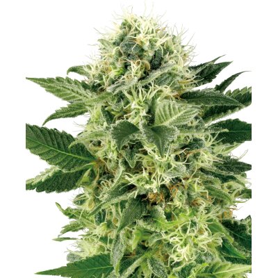 Sensi Seeds Nothern Lights WL feminisiert 3 Samen