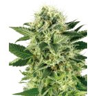 Sensi Seeds Nothern Lights WL feminisiert 3 Samen
