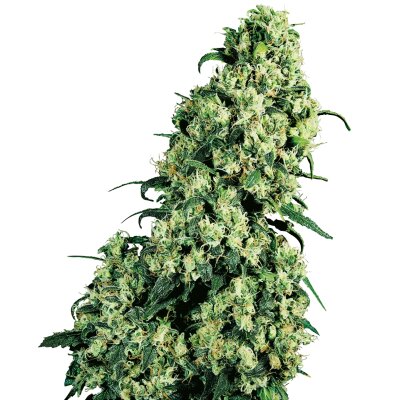 Sensi Seeds Skunk #1 reguläre 10 Samen