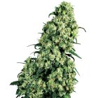 Sensi Seeds Skunk #1 reguläre 10 Samen
