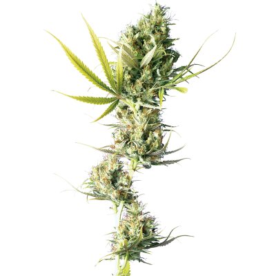 Sensi Seeds Durban reguläre 10 Samen