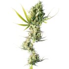 Sensi Seeds Durban reguläre 10 Samen