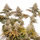 Dutch Passion Tropical Tangie feminisiert 3 Samen