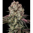 Barneys Farm Glookies feminisiert 3 Samen