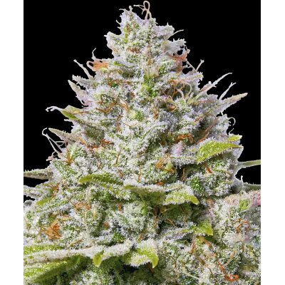 Barneys Farm Blue Gelato 41 feminisiert 3 Samen
