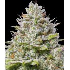 Barneys Farm Blue Gelato 41 feminisiert 3 Samen