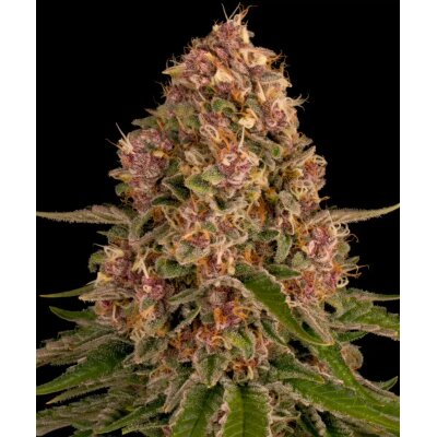 Samen Pink Kush 3 Stück Barneys Farm