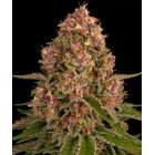 Barneys Farm Pink Kush feminisiert 3 Samen