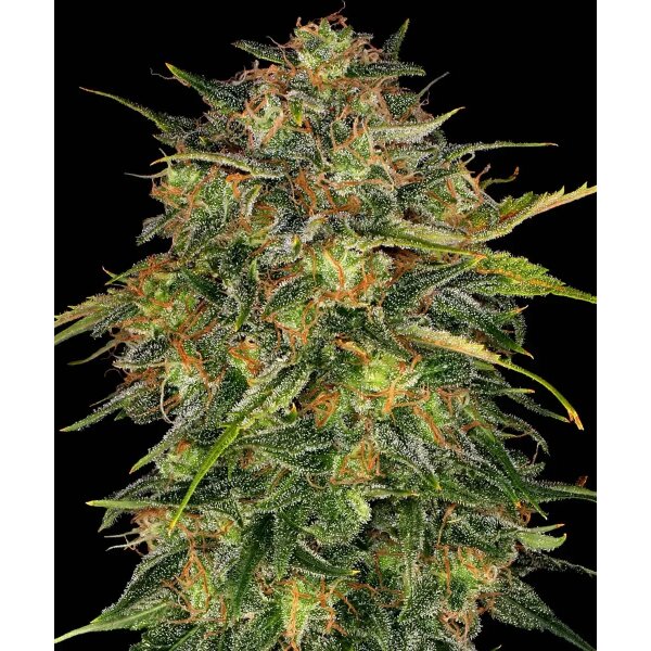 Barneys Farm Cheese feminisiert 3 Samen