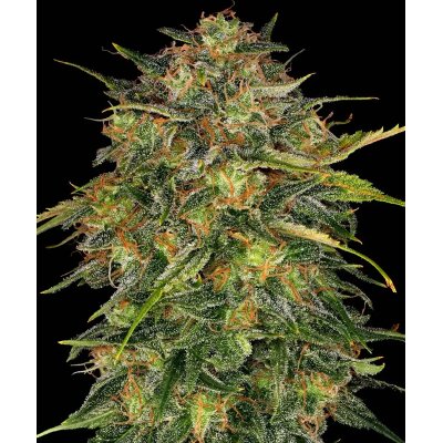 Barneys Farm Cheese feminisiert 3 Samen