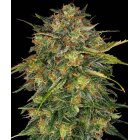 Barneys Farm Cheese feminisiert 3 Samen