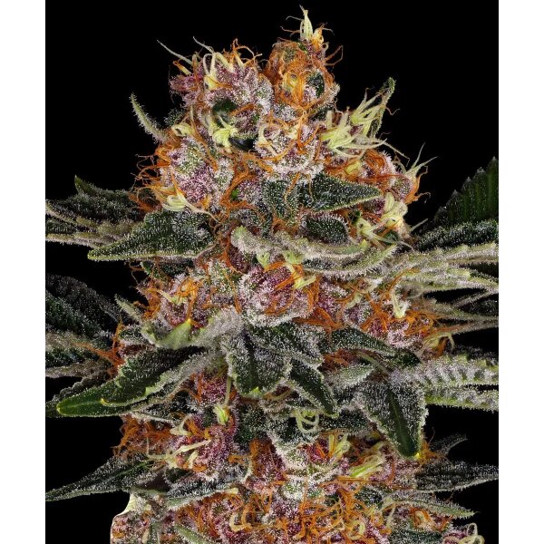 Barneys Farm Purple Punch Auto automatic 3 Samen