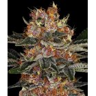 Samen Purple Punch Auto 3 Stück Barneys Farm