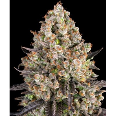 Barneys Farm OG Kush feminisiert 3 Samen