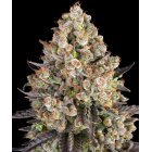 Barneys Farm OG Kush feminisiert 3 Samen