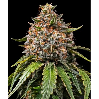 Barneys Farm White Widow XXL feminisiert 3 Samen