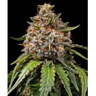 Barneys Farm White Widow XXL feminisiert 3 Samen