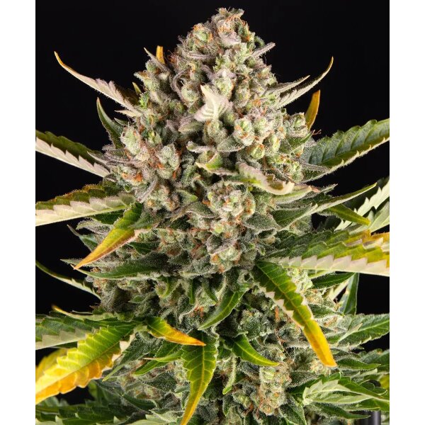 Samen Strawberry Cheesecake Auto 3 Stück Barneys Farm