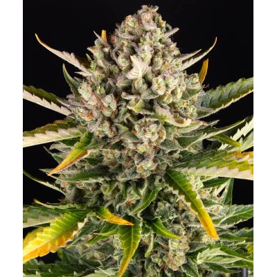 Barneys Farm Strawberry Cheesecake Auto automatic 3 Samen