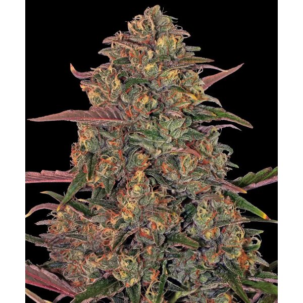 Barneys Farm Pineapple Chunk feminisiert 3 Samen