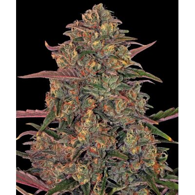 Barneys Farm Pineapple Chunk feminisiert 3 Samen