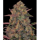 Samen Pineapple Chunk 3 Stück Barneys Farm