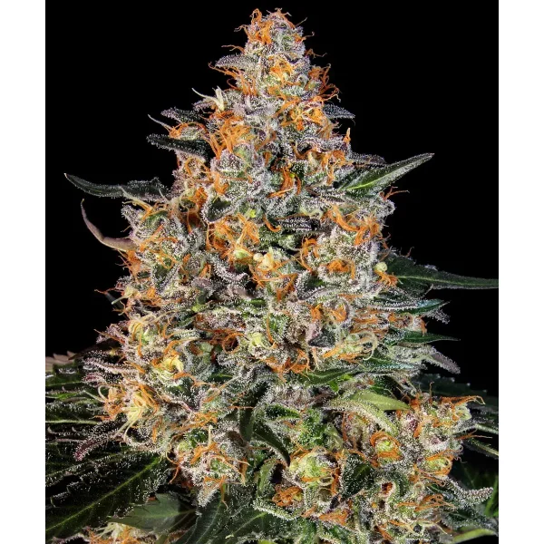 Barneys Farm Bubba Kush feminisiert 3 Samen
