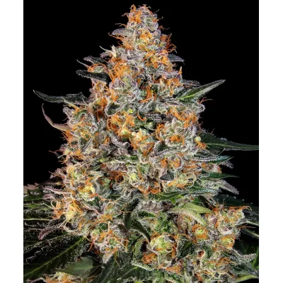 Barneys Farm Bubba Kush feminisiert 3 Samen