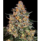 Barneys Farm Bubba Kush feminisiert 3 Samen
