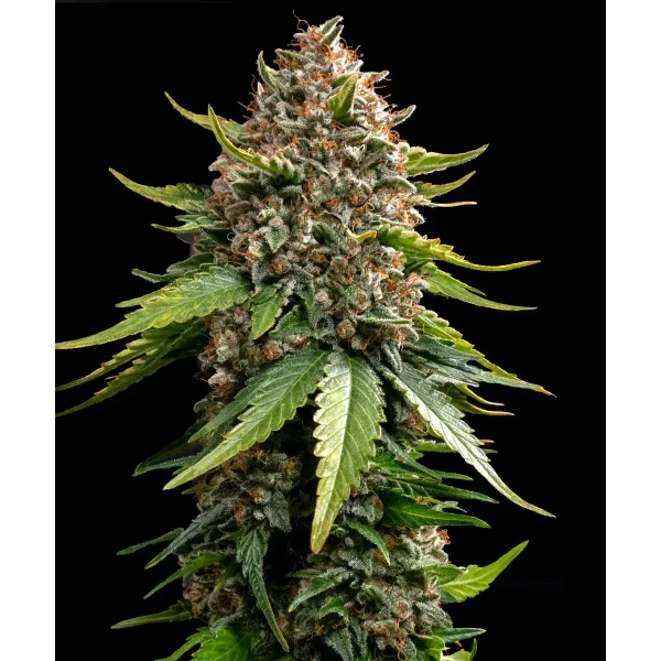 Barneys Farm White Widow XXL Auto automatic 3 Samen