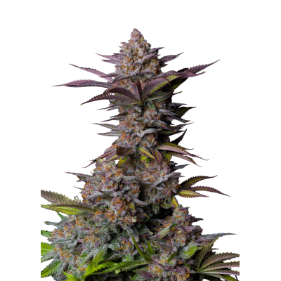 Fast Buds Tropicana Cookies FF feminisiert 3 Samen