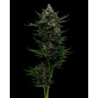 Humboldt Seeds All Gas OG feminisiert 3 Samen