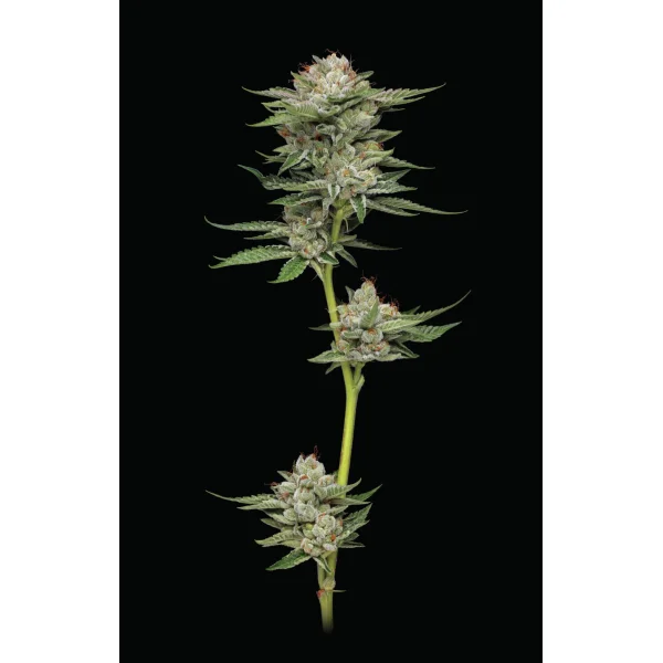 Humboldt Seeds Durban Poison Auto automatic 3 Samen