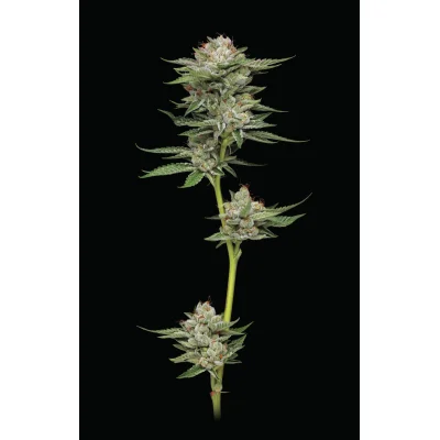 Humboldt Seeds Durban Poison Auto automatic 3 Samen
