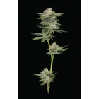 Humboldt Seeds Durban Poison Auto automatic 3 Samen